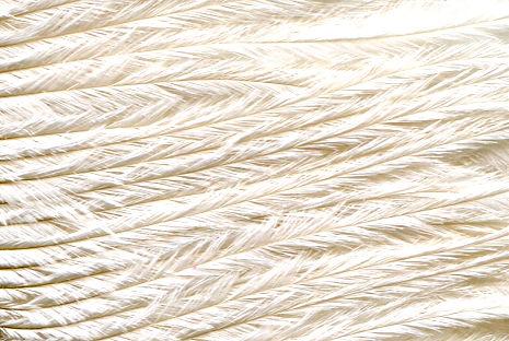 ST31CR - SMALL OSTRICH FEATHERS CREAM